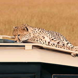 Masai Mara 7668