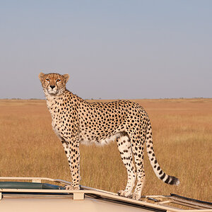 Masai Mara 7691