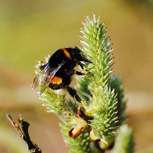 Hummel an Weidenkätzchen