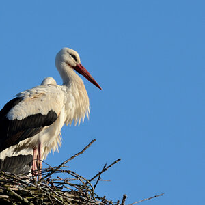 Storch 20120417