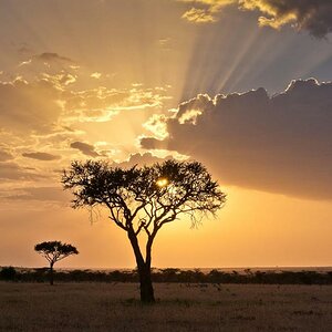 Masai Mara 7485