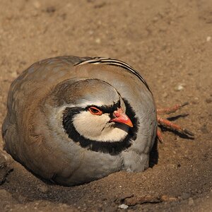 Sandbad in der Sonne
Alpensteinhuhn
1