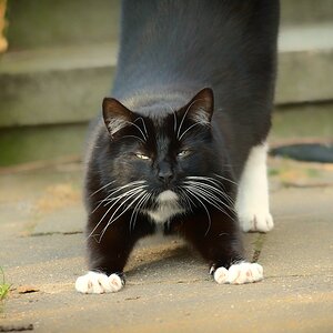 Katze DSC 9119