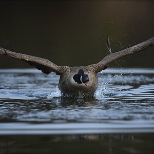 aacomp bramfsee 20120414 0981aa