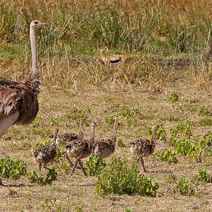 Amboseli 3461