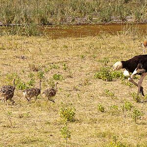 Amboseli 6042