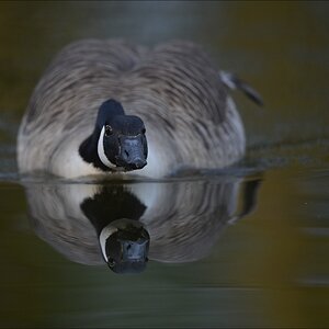 aacomp bramfsee 20120414 1107