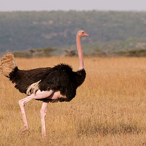Masai Mara 6091