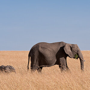 Masai Mara 7157