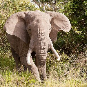 Masai Mara 7464