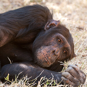 Ol Pejeta 4692