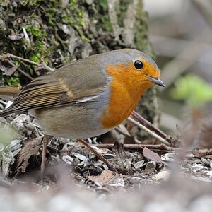 20120310 3118 [NIKON 1 V1] 420 mm,1 40 Sek. bei ƒ   5,6 2