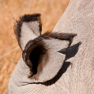 Ol Pejeta 4809