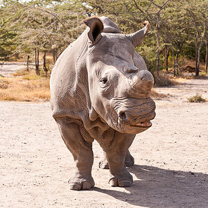 Ol Pejeta 6837