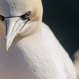 helgoland 20120414 4630