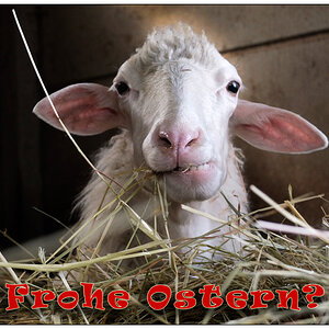 DSF1761 frohe ostern B