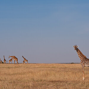 Masai Mara 7315