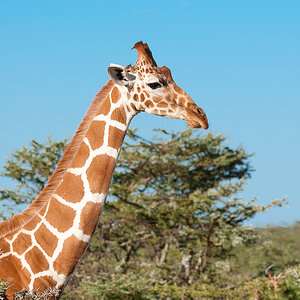 Ol Pejeta 4516