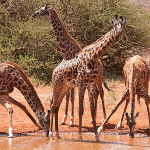 Amboseli 3753