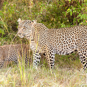 Masai Mara 8045
