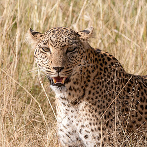 Masai Mara 8303