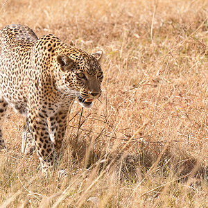 Masai Mara 8401