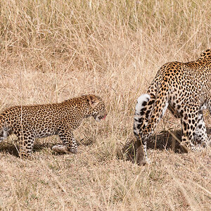 Masai Mara 8421