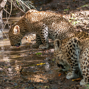 Masai Mara 8498