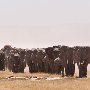 Amboseli 3303