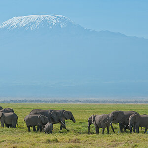 Amboseli 5875