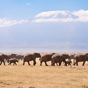 Amboseli 6271