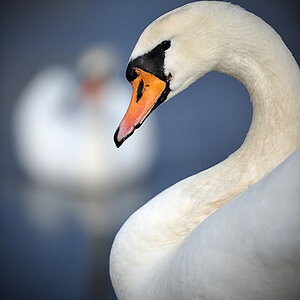 Schwan