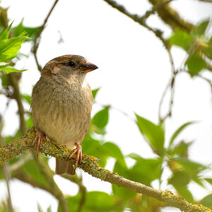 DSC 0666 Spatz b 1000