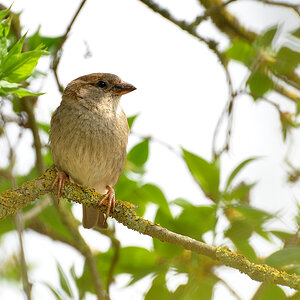 DSC 0665 Spatz b 1000 30%gs