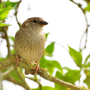 DSC 0668 Spatz 1000
