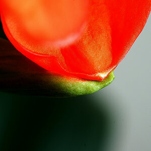 Blattdetail