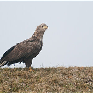 Adler 1