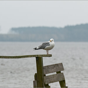 Möwe