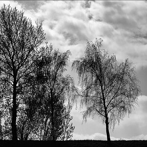 06.04.2012 - Duisburg - Bäume mit Vogel