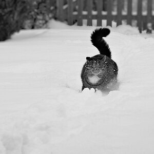 IMG 4490 10lzn