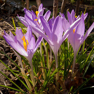 Frühling2