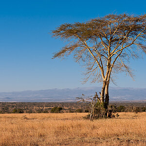 Ol Pejeta 6964