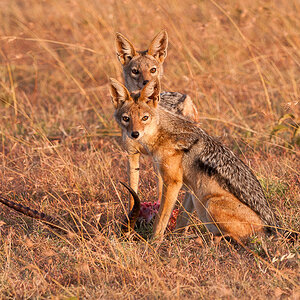 Masai Mara 5869