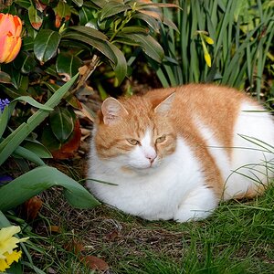 Katze DSC 9116