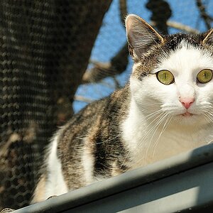 Wilde Freigänger-Katze im Katzenhaus