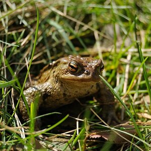 Kröte im Garten 2