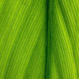 Blatt grün 200 0646