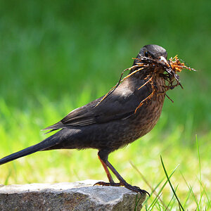 Amsel mit Gras