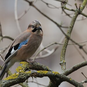 wachsamer Besucher