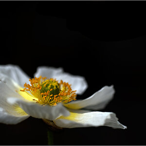 AnemoneDSC 4986